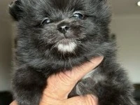 8 week Pomeranian puppy