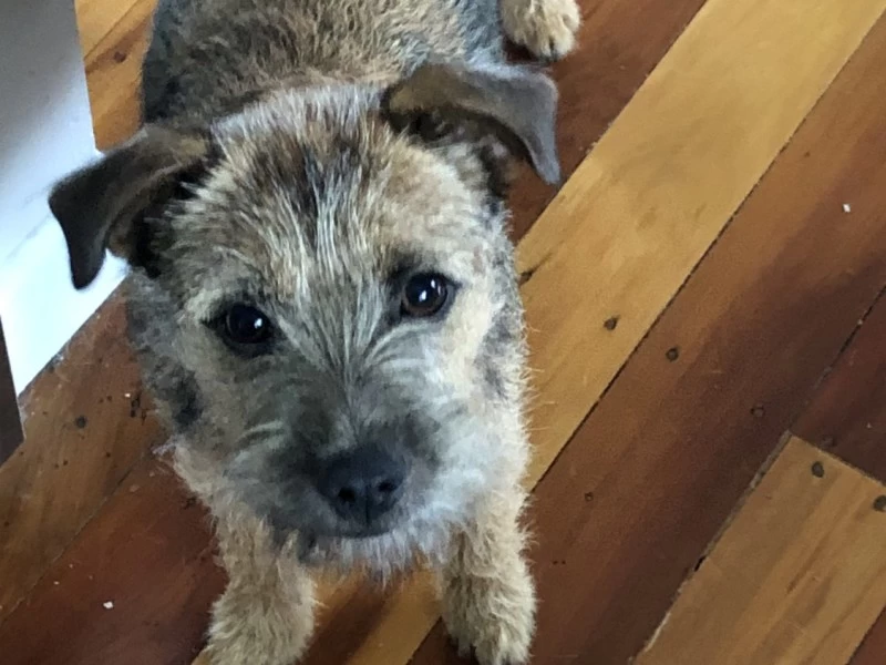 1 year old border terrier