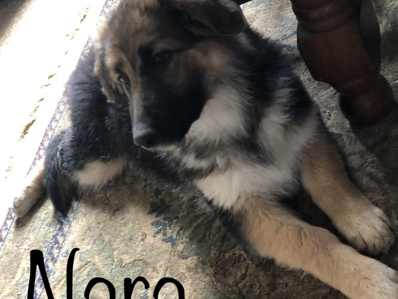 11 week German Shepherd Pup