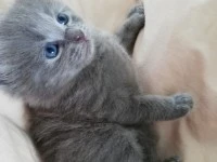 2 months old ragdoll