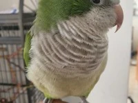 Small parrots