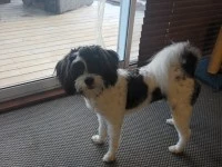 Door to door dog move