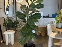 Large Fiddle Leaf Fig, Assorted potted plants 1 large, 3 medium, 9 sma...