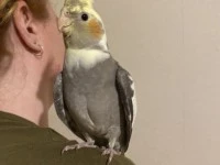 Cockatiel