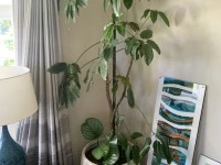 10 large indoor plants