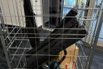 4 sided roll cage
