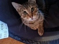 A 3 yo DSH and a 1 yo DSH cat