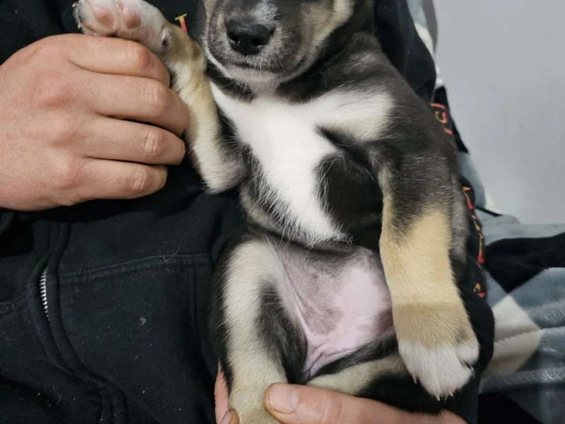 A small Husky X puppy, 9 to 10 weeks old.