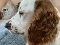 18 month old Welsh springer spaniel