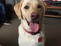 7 year old friendly Labrador