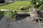 Deliver 2m Dragon Tree from Albany to Remuera