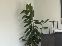 Plant (2), Office Desk, Office Shelves