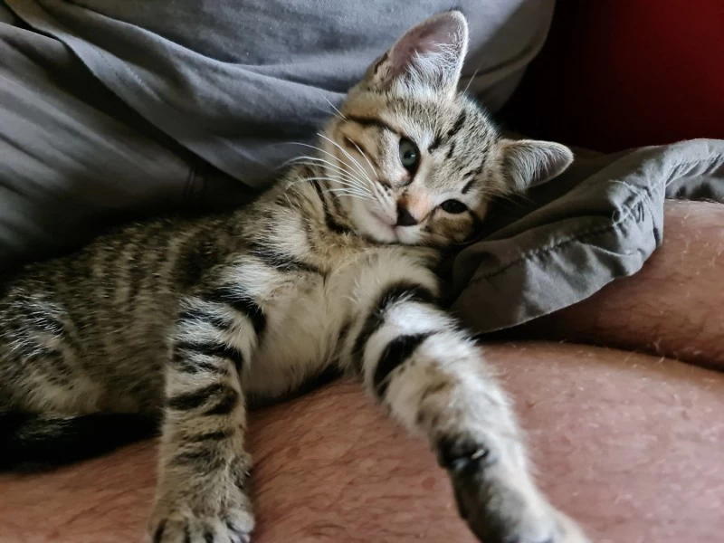 2 month old kitten