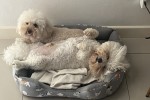 1 Toy poodle and 1 Bichon Frise