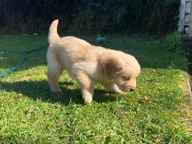 8 week old Golden Retriever Puppy