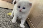 8 weeks old female ragdoll kitten