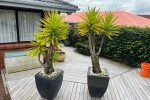 2 large potted plants