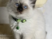 10 week old Ragdoll