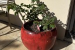3 Garden pots