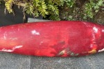 Dagger RPM Kayak