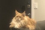 3 year old cat