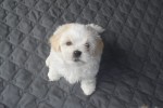 15 week old bichon cross puppy