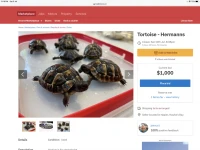A baby tortoise