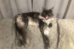 3 year old cat