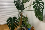 1 bedroom apartment move