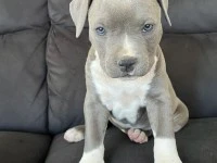 11 week old American Amstaff puppy