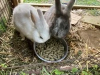 2, 1+ year old rabbits