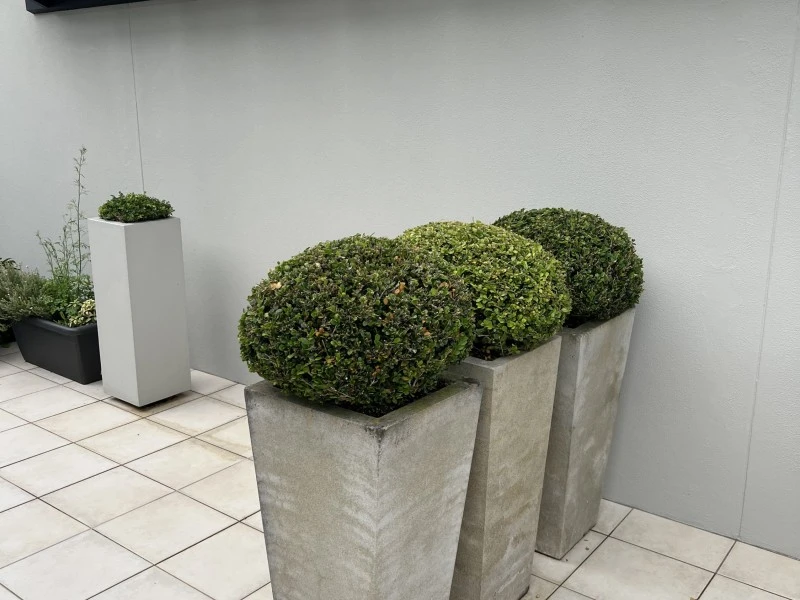 8-10 Large Outdoor Pots containing plants