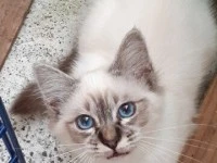 4 month old Birman kitten