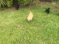 3 month old golden lab