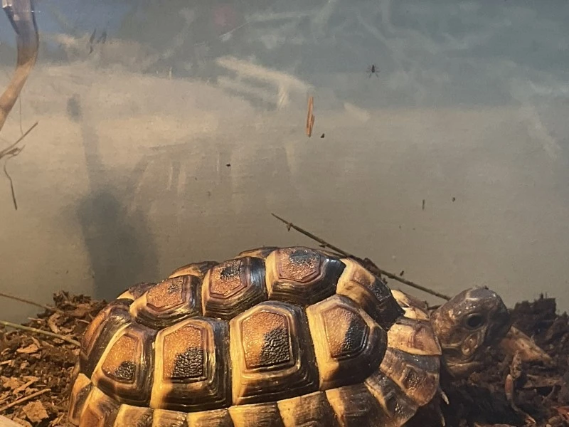 1 year old Hermann tortoise