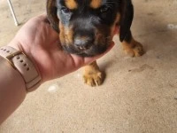 2 month old puppy relocation from Wairarapa region to Central Auckland