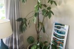 10 large indoor plants