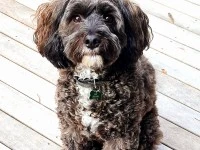 3 year old cavoodle