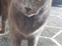 2 x short haired cats both 11 years old