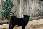 1 year old chow chow