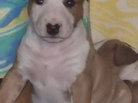 Six week old bull terrier picked up Carterton taken to Port Waikato