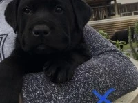 2 month Labrador