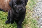 8 week old lab