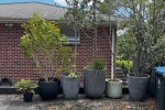 5x large pots with plants in them