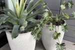2 plants in pots