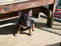 10 week old pup