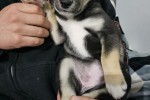 A small Husky X puppy, 9 to 10 weeks old.