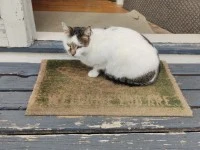 6 year old mixed cat