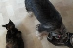 6 Year old miniture schnauzer/fox terrier and small 5 year old cat