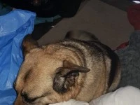 7 year old German shepherd dog